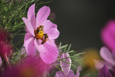 Des abeilles sur les fleurs de la commune